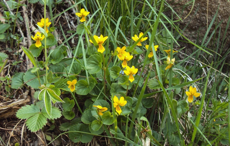 Dal Trentino - Viola biflora